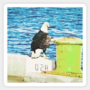 Bald Eagle sitting On Pier In Cape Canaveral, FL Sticker